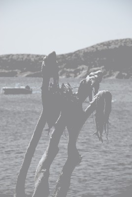 Kalmary suszone w słońcu.jpg